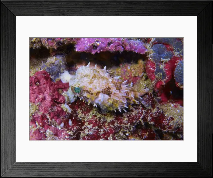 Framed Print : Pufferfish, Tetraodontidae Deep Sea Exploration 2025 Framed Print : Pufferfish, Tetraodontidae Deep Sea Exploration 2025