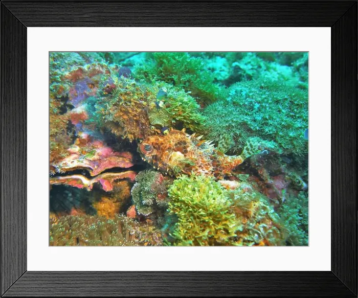 Framed Print : Pufferfish, Tetraodontidae Deep Sea Exploration 2025 Framed Print : Pufferfish, Tetraodontidae Deep Sea Exploration 2025