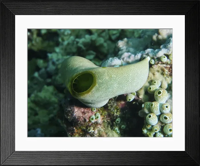 Framed Print : Close-up of a Green Urn Sea Squirt (Didemnum molle) on a coral reef Framed Print : Close-up of a Green Urn Sea Squirt (Didemnum molle) on a coral reef