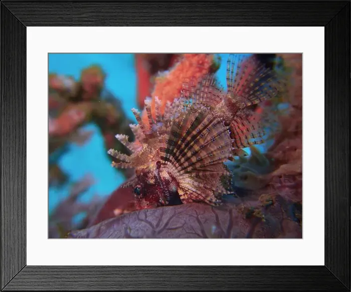 Framed Print : Lionfish, Pterois Deep Sea Exploration 2025 Framed Print : Lionfish, Pterois Deep Sea Exploration 2025
