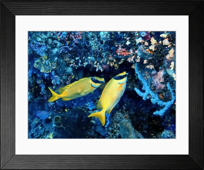 Framed Print : Rabbitfishes or spinefoots, genus Siganus Deep Sea Exploration 2025 Framed Print : Rabbitfishes or spinefoots, genus Siganus Deep Sea Exploration 2025