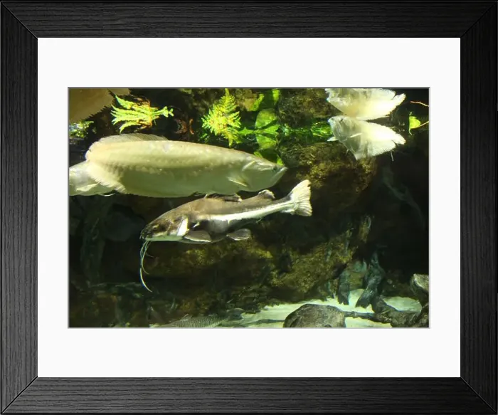 Framed Print : Phractocephalus hemioliopterus in aquarium with other fish between rocks and algae Framed Print : Phractocephalus hemioliopterus in aquarium with other fish between rocks and algae