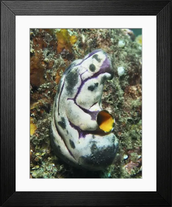 Framed Print : Golden sea squirt (Polycarpa aurata) with striking purple-black patterns on a reef Framed Print : Golden sea squirt (Polycarpa aurata) with striking purple-black patterns on a reef
