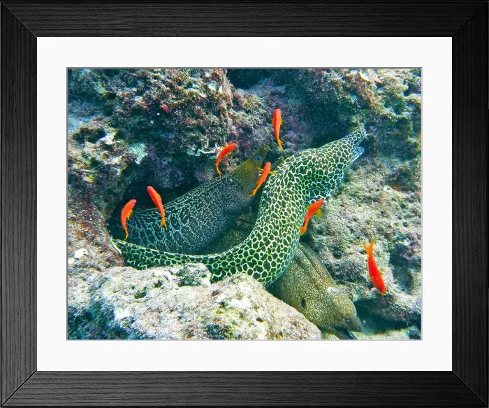Framed Print : Moray eel or Muraenidae Deep Sea Exploration 2025 Framed Print : Moray eel or Muraenidae Deep Sea Exploration 2025