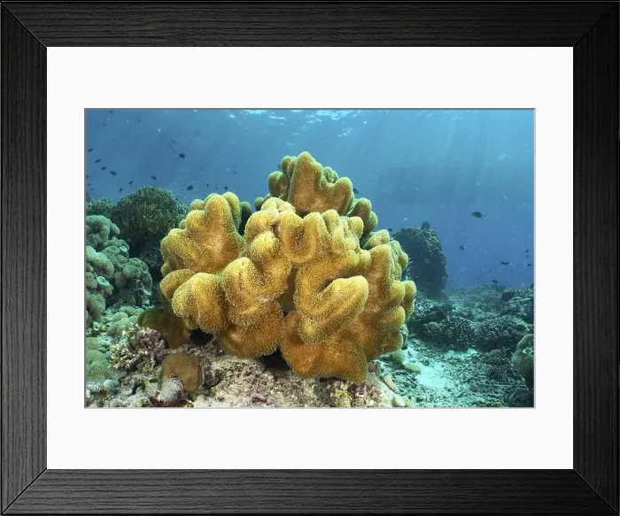 Framed Print : Mushroom leather coral (Sarcophyton glaucum) in sunlight Framed Print : Mushroom leather coral (Sarcophyton glaucum) in sunlight