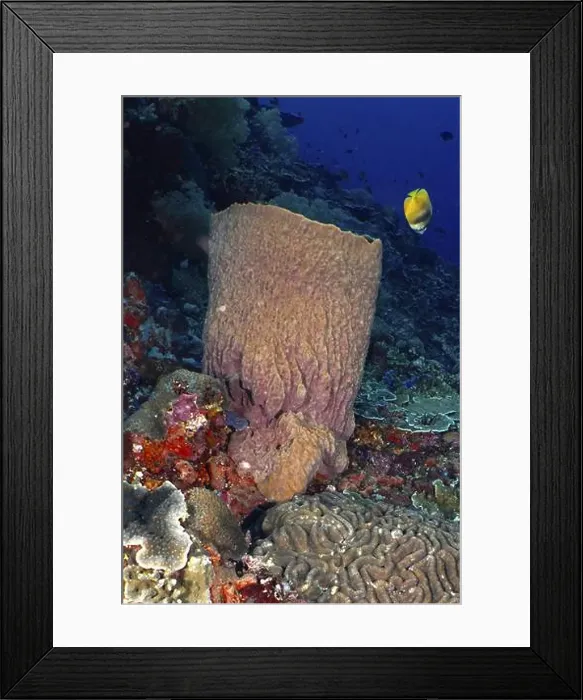 Framed Print : Barrel sponge, barrel sponge (Xestospongia testudinaria) with tropical fish Framed Print : Barrel sponge, barrel sponge (Xestospongia testudinaria) with tropical fish