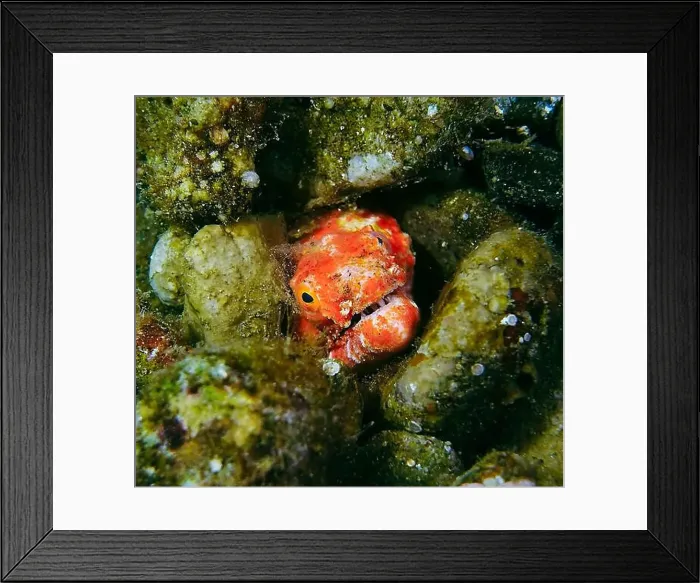 Framed Print : Moray eel or Muraenidae Deep Sea Exploration 2025 Framed Print : Moray eel or Muraenidae Deep Sea Exploration 2025