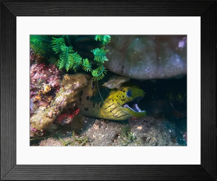 Framed Print : Moray eel or Muraenidae Deep Sea Exploration 2025 Framed Print : Moray eel or Muraenidae Deep Sea Exploration 2025