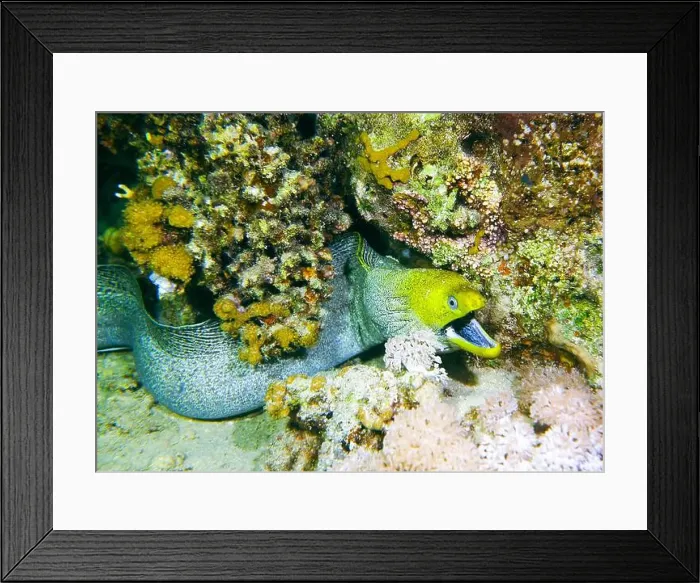 Framed Print : Moray eel or Muraenidae Deep Sea Exploration 2025 Framed Print : Moray eel or Muraenidae Deep Sea Exploration 2025