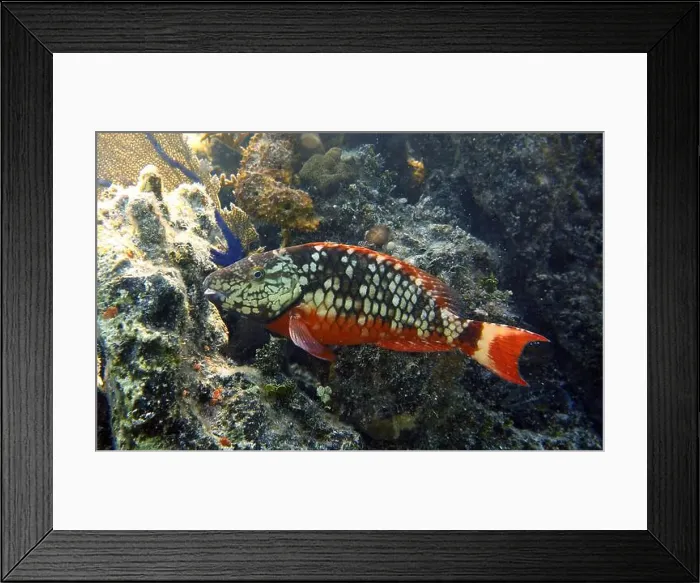 Framed Print : Parrotfish, Deep Sea Exploration 2025 Framed Print : Parrotfish, Deep Sea Exploration 2025