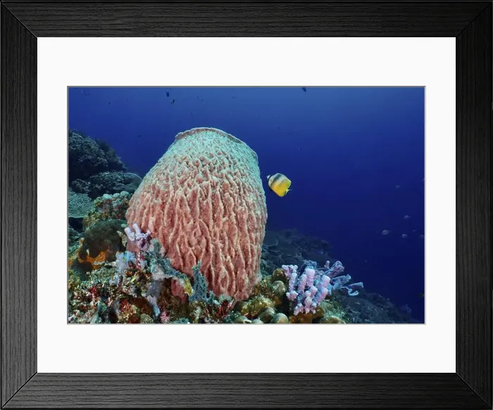 Framed Print : Barrel sponge, Barrel sponge (Xestospongia testudinaria) with corals and a tropical fish Framed Print : Barrel sponge, Barrel sponge (Xestospongia testudinaria) with corals and a tropical fish