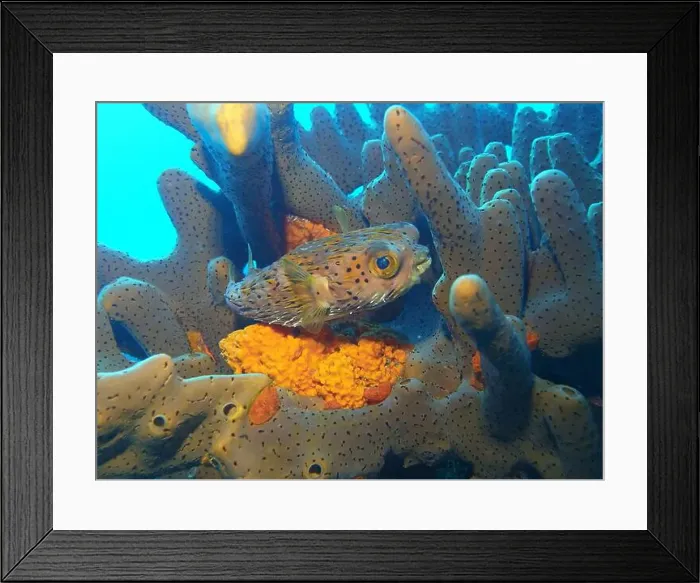 Framed Print : Pufferfish, Tetraodontidae Deep Sea Exploration 2025 Framed Print : Pufferfish, Tetraodontidae Deep Sea Exploration 2025