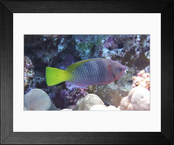 Framed Print : Parrotfish, Deep Sea Exploration 2025 Framed Print : Parrotfish, Deep Sea Exploration 2025
