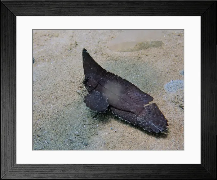 Framed Print : Lionfish, Pterois Deep Sea Exploration 2025 Framed Print : Lionfish, Pterois Deep Sea Exploration 2025