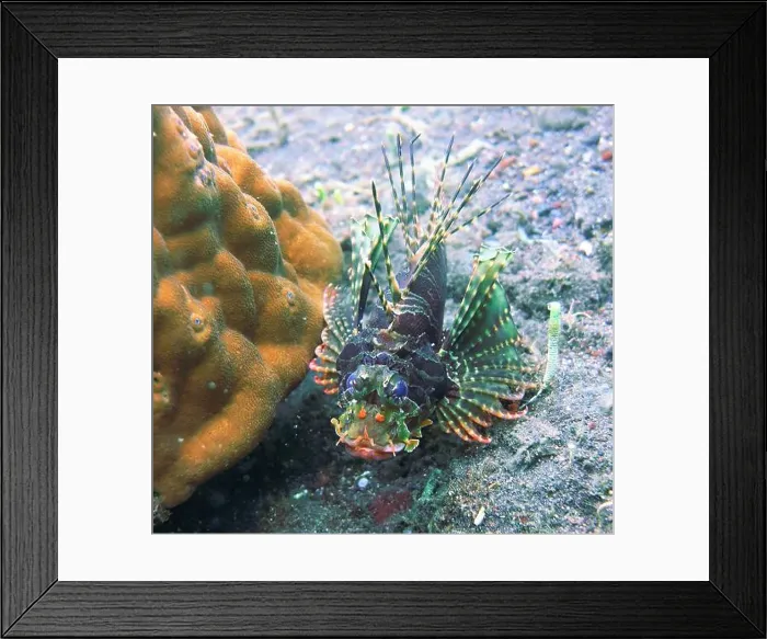 Framed Print : Lionfish, Pterois Deep Sea Exploration 2025 Framed Print : Lionfish, Pterois Deep Sea Exploration 2025