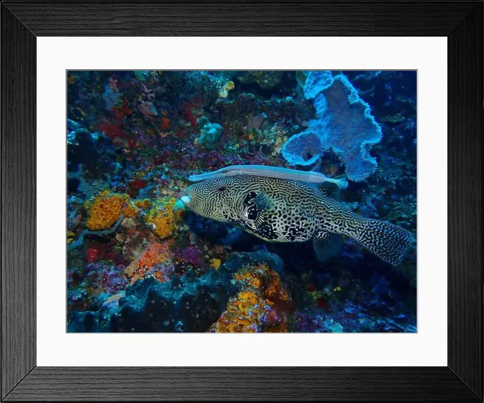 Framed Print : Pufferfish, Tetraodontidae Deep Sea Exploration 2025 Framed Print : Pufferfish, Tetraodontidae Deep Sea Exploration 2025