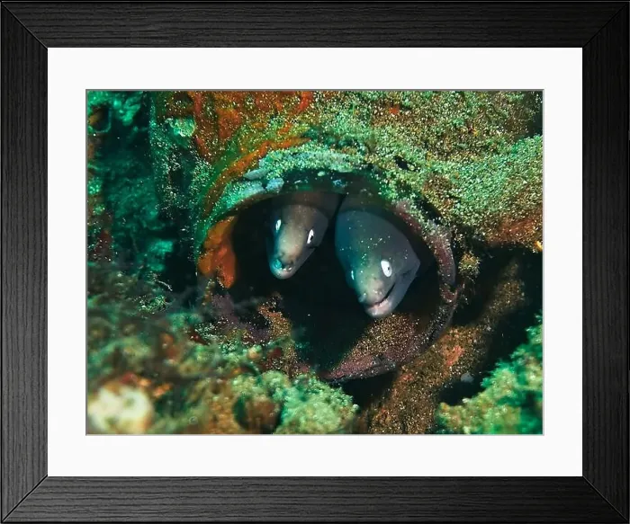 Framed Print : Moray eel or Muraenidae Deep Sea Exploration 2025 Framed Print : Moray eel or Muraenidae Deep Sea Exploration 2025