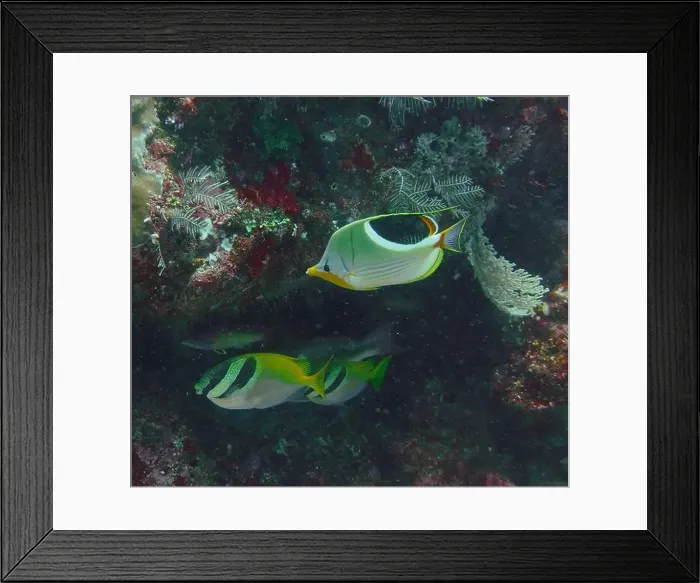 Framed Print : Rabbitfishes or spinefoots, genus Siganus Deep Sea Exploration 2025 Framed Print : Rabbitfishes or spinefoots, genus Siganus Deep Sea Exploration 2025