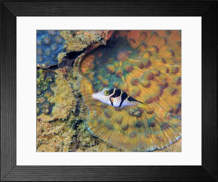 Framed Print : Smooth trunkfish, Spotted trunkfish Framed Print : Smooth trunkfish, Spotted trunkfish