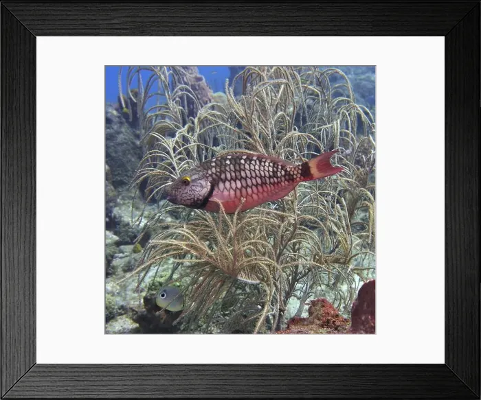 Framed Print : Parrotfish, Deep Sea Exploration 2025 Framed Print : Parrotfish, Deep Sea Exploration 2025