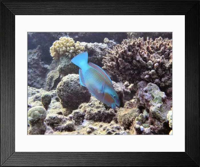 Framed Print : Parrotfish, Deep Sea Exploration 2025 Framed Print : Parrotfish, Deep Sea Exploration 2025