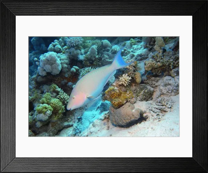 Framed Print : Parrotfish, Deep Sea Exploration 2025 Framed Print : Parrotfish, Deep Sea Exploration 2025