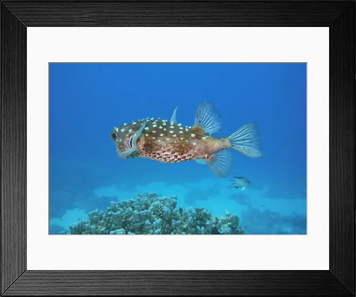 Framed Print : Pufferfish, Tetraodontidae Deep Sea Exploration 2025 Framed Print : Pufferfish, Tetraodontidae Deep Sea Exploration 2025