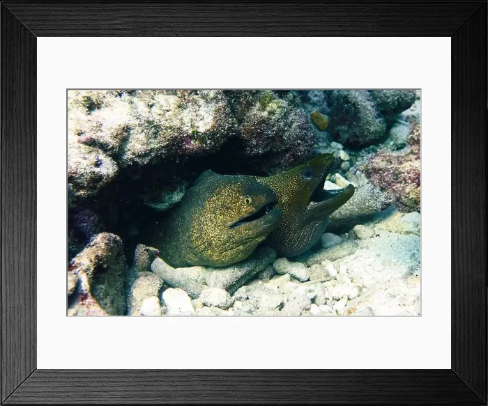 Framed Print : Moray eel or Muraenidae Deep Sea Exploration 2025 Framed Print : Moray eel or Muraenidae Deep Sea Exploration 2025