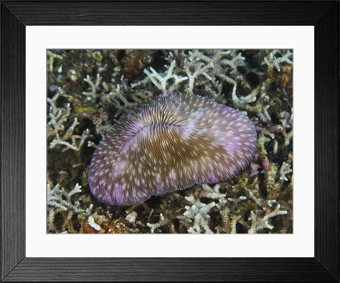 Framed Print : Purple coloured mushroom coral (Fungia fungites) Framed Print : Purple coloured mushroom coral (Fungia fungites)