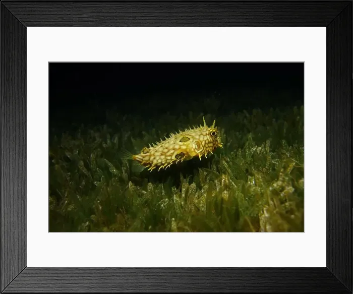 Framed Print : Pufferfish, Tetraodontidae Deep Sea Exploration 2025 Framed Print : Pufferfish, Tetraodontidae Deep Sea Exploration 2025