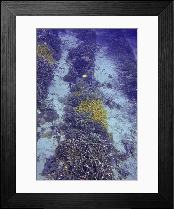 Framed Print : Coral formations in different colours in a coral nursery on the sandy seabed Framed Print : Coral formations in different colours in a coral nursery on the sandy seabed