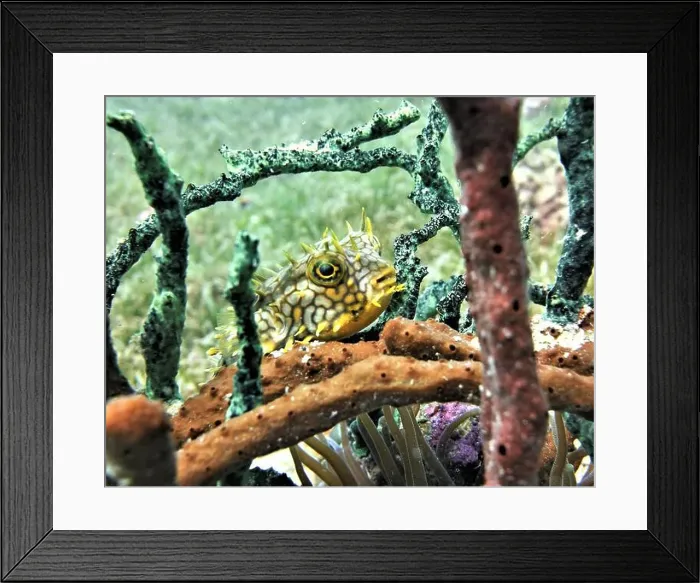 Framed Print : Pufferfish, Tetraodontidae Deep Sea Exploration 2025 Framed Print : Pufferfish, Tetraodontidae Deep Sea Exploration 2025