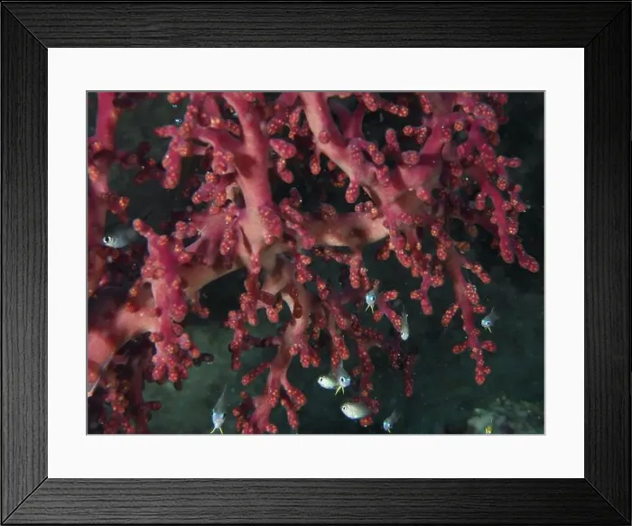 Framed Print : Godeffroy's soft coral (Siphonogorgia godeffroyi) with small fish in the sea Framed Print : Godeffroy's soft coral (Siphonogorgia godeffroyi) with small fish in the sea