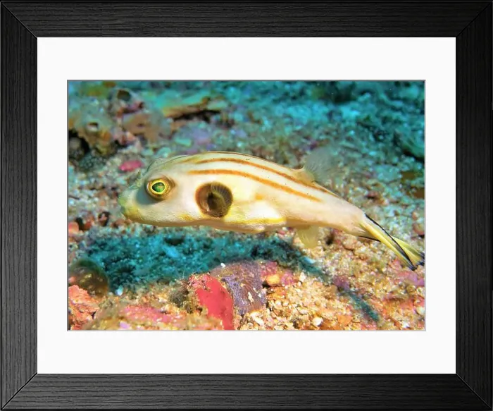 Framed Print : Pufferfish, Tetraodontidae Deep Sea Exploration 2025 Framed Print : Pufferfish, Tetraodontidae Deep Sea Exploration 2025