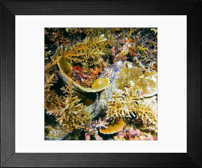Framed Print : Moray eel or Muraenidae Deep Sea Exploration 2025 Framed Print : Moray eel or Muraenidae Deep Sea Exploration 2025