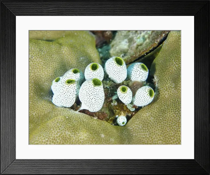 Framed Print : Robust reef squirt (Atriolum robustum) with green dot pattern on coral in the sea Framed Print : Robust reef squirt (Atriolum robustum) with green dot pattern on coral in the sea