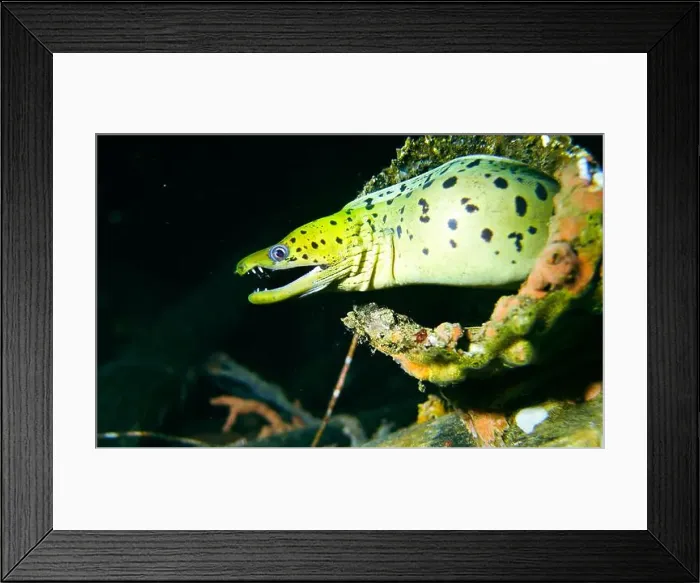 Framed Print : Moray eel or Muraenidae Deep Sea Exploration 2025 Framed Print : Moray eel or Muraenidae Deep Sea Exploration 2025