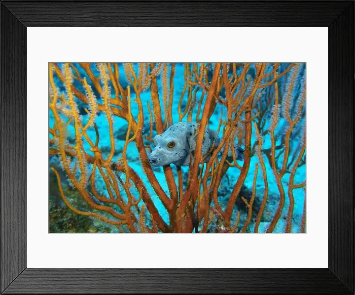 Framed Print : Pufferfish, Tetraodontidae Deep Sea Exploration 2025 Framed Print : Pufferfish, Tetraodontidae Deep Sea Exploration 2025