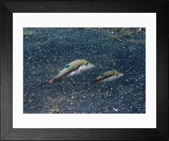 Framed Print : Pufferfish, Tetraodontidae Deep Sea Exploration 2025 Framed Print : Pufferfish, Tetraodontidae Deep Sea Exploration 2025