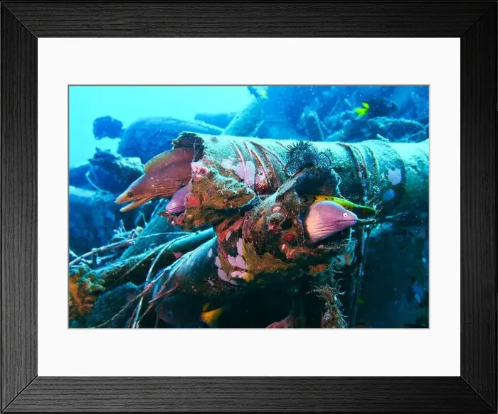 Framed Print : Moray eel or Muraenidae Deep Sea Exploration 2025 Framed Print : Moray eel or Muraenidae Deep Sea Exploration 2025