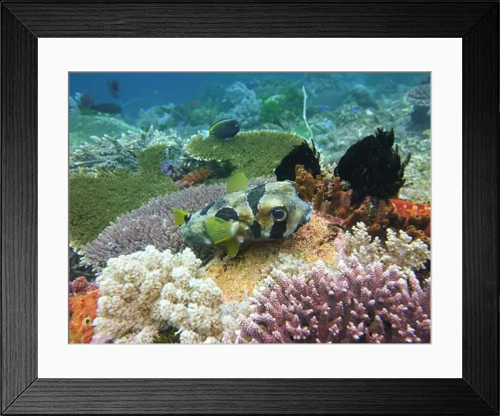 Framed Print : Pufferfish, Tetraodontidae Deep Sea Exploration 2025 Framed Print : Pufferfish, Tetraodontidae Deep Sea Exploration 2025