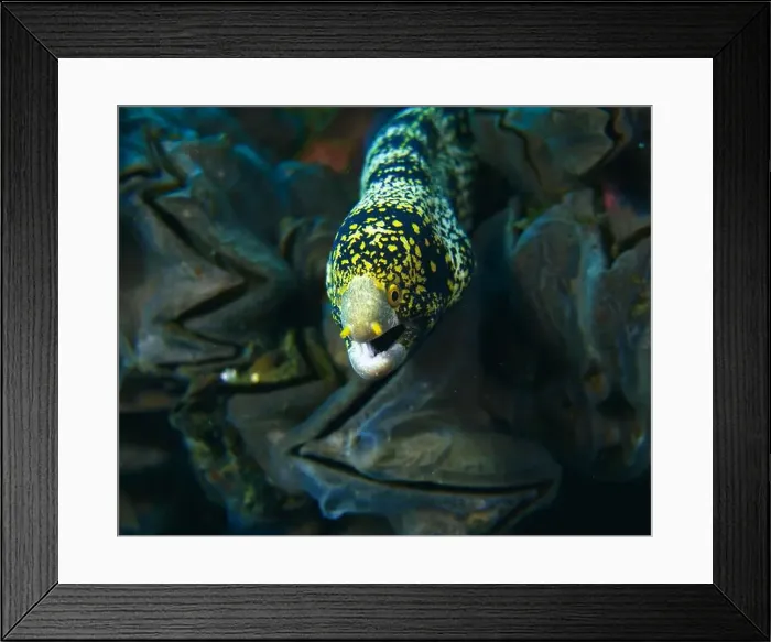 Framed Print : Moray eel or Muraenidae Deep Sea Exploration 2025 Framed Print : Moray eel or Muraenidae Deep Sea Exploration 2025