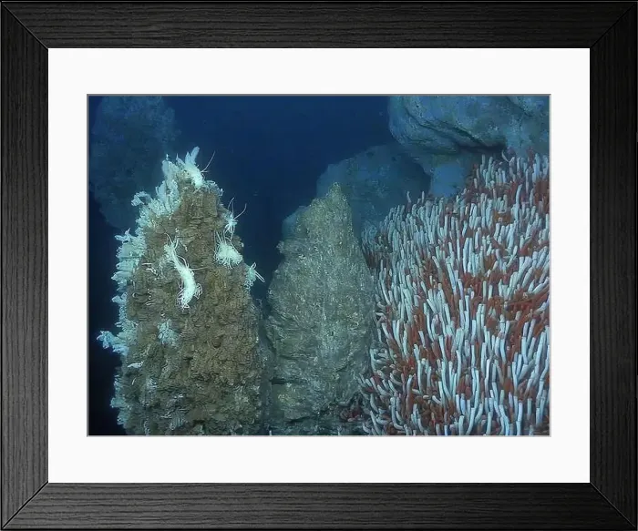 Framed Print : Giant Tube Worms Riftia pachyptila Siboglinidae in Hydrothermal vent Deep Sea Exploration 2025 Framed Print : Giant Tube Worms Riftia pachyptila Siboglinidae in Hydrothermal vent Deep Sea Exploration 2025
