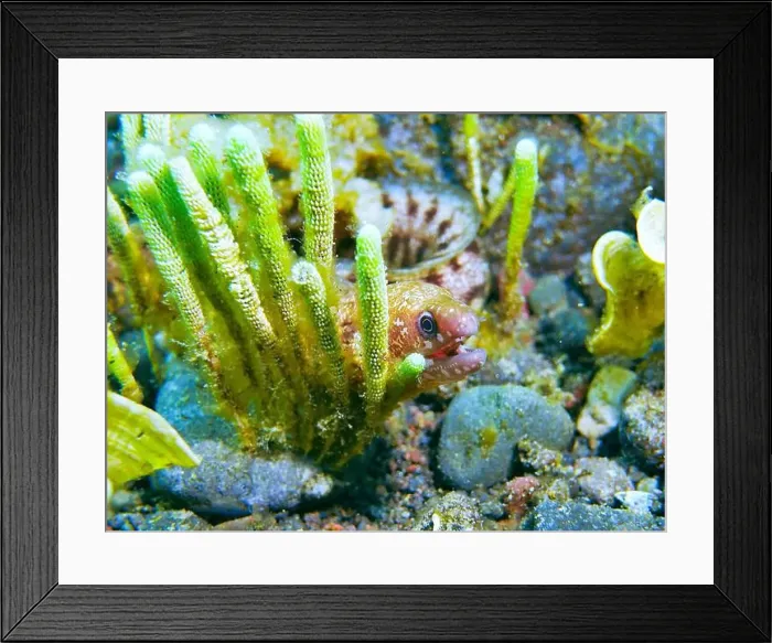 Framed Print : Moray eel or Muraenidae Deep Sea Exploration 2025 Framed Print : Moray eel or Muraenidae Deep Sea Exploration 2025