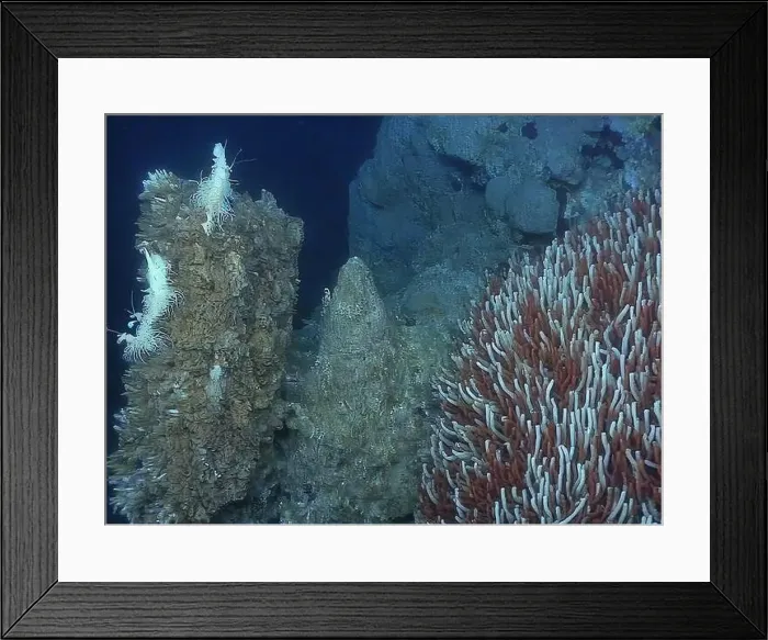 Framed Print : Giant Tube Worms Riftia pachyptila Siboglinidae in Hydrothermal vent Deep Sea Exploration 2025