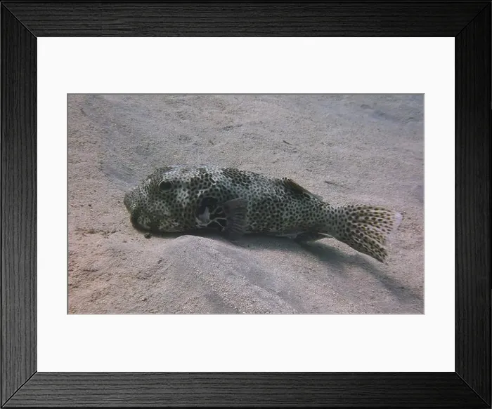 Framed Print : Pufferfish, Tetraodontidae Deep Sea Exploration 2025