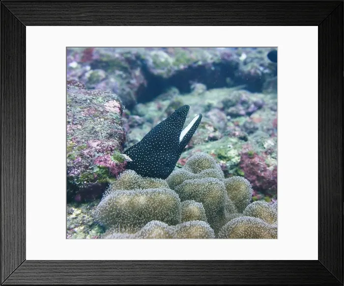 Framed Print : Moray eel or Muraenidae Deep Sea Exploration 2025 Framed Print : Moray eel or Muraenidae Deep Sea Exploration 2025