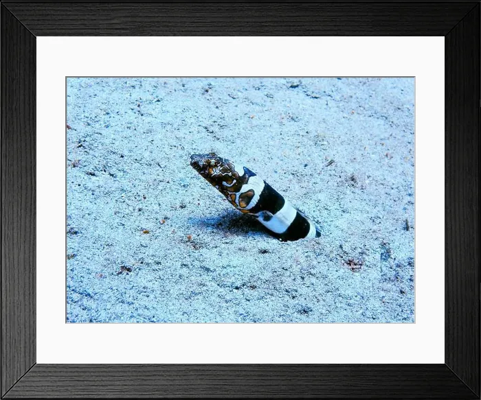 Framed Print : Moray eel or Muraenidae Deep Sea Exploration 2025 Framed Print : Moray eel or Muraenidae Deep Sea Exploration 2025