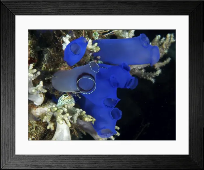 Framed Print : Close-up of Blue Sea Squirt (Clavelina coerulea) and corals in the sea Framed Print : Close-up of Blue Sea Squirt (Clavelina coerulea) and corals in the sea