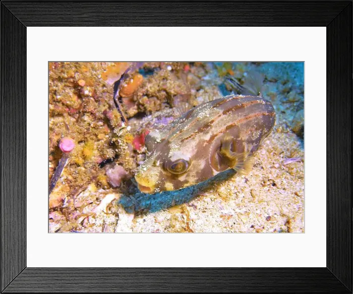 Framed Print : Pufferfish, Tetraodontidae Deep Sea Exploration 2025 Framed Print : Pufferfish, Tetraodontidae Deep Sea Exploration 2025
